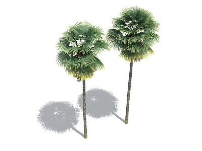 Two Tall Palms With Fan Shaped Leaves And Slender Trunks Casting Shadows 3d model