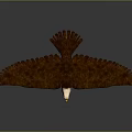 Eagle with White Head Brown Feathers Spreading Wings on Dark Background with Reflection