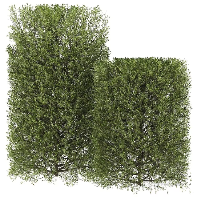Well Trimmed Green Garden Topiary Shrubs With Lush Foliage For Outdoor Decor 3d model 
