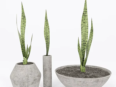 Long Green Striped Leaf Potted Plants in Different Shaped Gray Concrete Planters for Home Decor 3d model