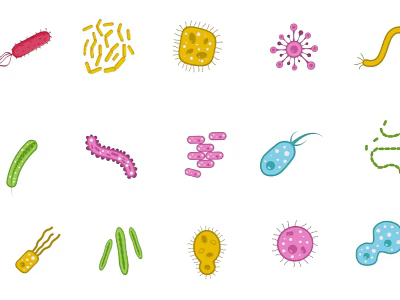 Bacterial cells Fungi Microorganisms 3d model Bacterial cells Fungi Microorganisms 3d model