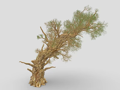 Natural Plant Tree with Curved Trunk Rough Bark and Lush Green Foliage 3d model