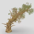 Natural Plant Tree with Curved Trunk Rough Bark and Lush Green Foliage