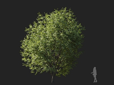 Color wood maple tree round head tree ornamental tree street tree mountain forest tree landscape tree courtyard tree 3d model