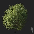 Color wood maple maple maple maple tree round head tree ornamental tree street tree mountain forest tree landscape tree courtyard tree 3d model