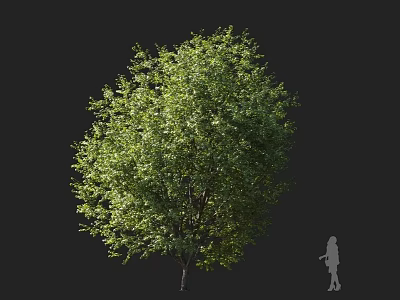 Tall Green Arbor With Lush Foliage And Human Figure For Size Reference 3d model