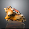 Orange and White Conch Shell with Wavy Edges on Black Background with Reflection