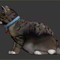 Tabby Cat With Blue Collar Red Bell And White Paws On Black Shiny Surface