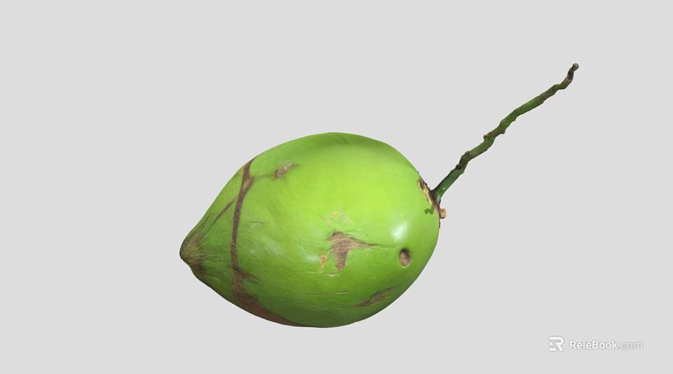Fresh Green Coconut with Long Stem and Brown Marks on Surface 3d model 