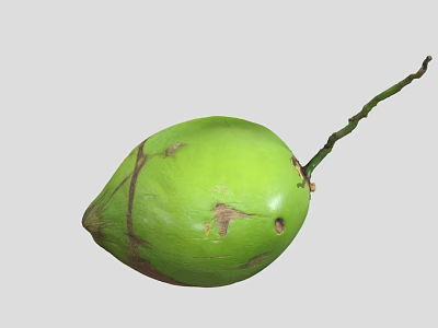 Fresh Green Coconut with Long Stem and Brown Marks on Surface 3d model