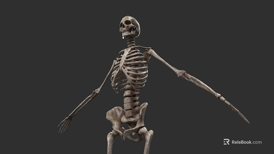 Game And Movie Skeleton Character With Detailed Bone Structure In Standing Pose 3d model 