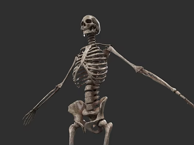 Game And Movie Skeleton Character With Detailed Bone Structure In Standing Pose 3d model