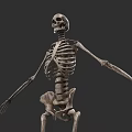 Game And Movie Skeleton Character With Detailed Bone Structure In Standing Pose