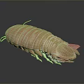 Brown Aquatic Isopod With Segmented Exoskeleton Multiple Legs And Antennae