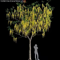 Vibrant Yellow Flowering Tree Garden Feature with Hanging Blossoms and Silhouette Figure