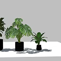 Bonsai Potted Plants With Various Green Leaves In Black Pots For Modern Indoor Decor