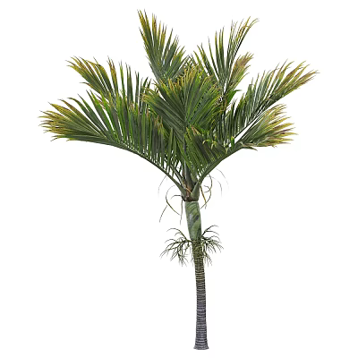 Tropical Palm Tree With Lush Green Feathery Leaves And Slender Trunk 3d model