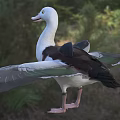 A Duck with Spread Wings Standing On Grassland Outdoor Natural Setting