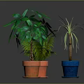 Indoor Potted Fern Palm And Green Leaf Plants In Terracotta And Blue Ceramic Pots