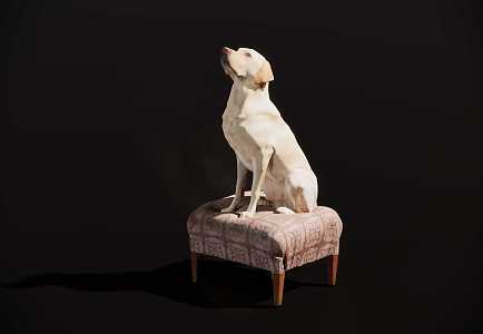 Modern dog Labrador squatting chair on stool 3d model