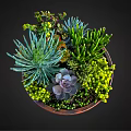 Varied Succulent Plants in Decorative Carved Terracotta Bowl with Spiky Green Rosette and Purple Foliage