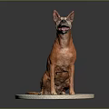 Adorable Orange Dog With Pointed Ears Sitting On White Oval Platform With Gray Background
