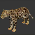 Realistic Leopard With Spotted Fur Standing On Shiny Surface Against Dark Background 3d model