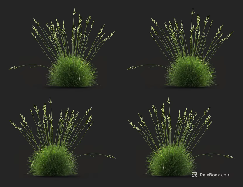 Green Grass Clusters with Slender Leaves and Spikelet Seed Heads on Black Background 3d model 