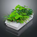 Various Green Plants In White Rectangular Planter With Ferns And Leaves