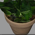 Blooming Purple and White Chrysanthemum Plant With Green Leaves In Terracotta Pot