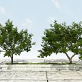 Lush Fruit Bearing Tree With Green Leaves And Ripe Fruits On Branches
