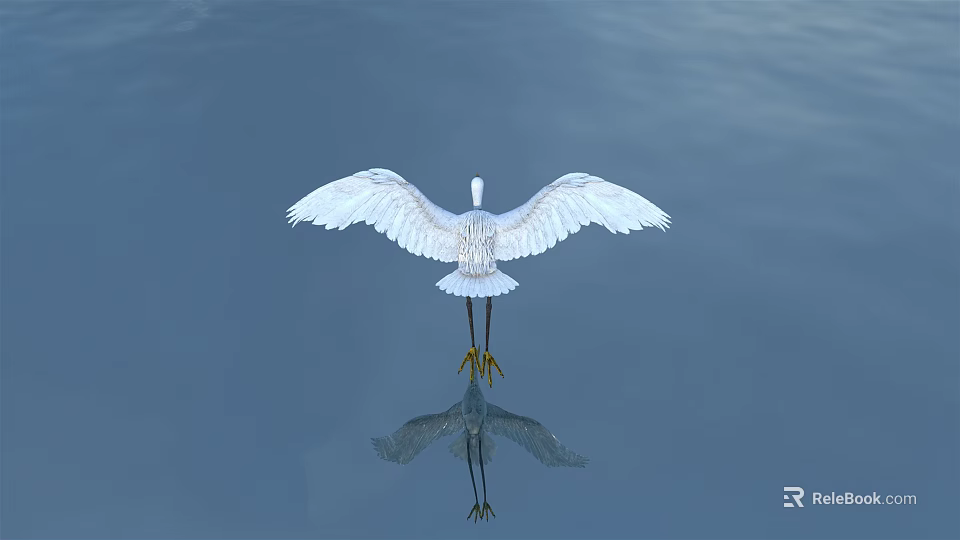 White Egret Flying Over Calm Water Surface With Clear Reflection 3d model 