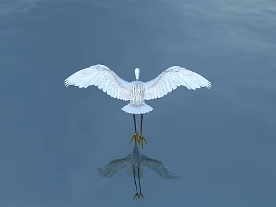 White Egret Flying Over Calm Water Surface With Clear Reflection 3d model