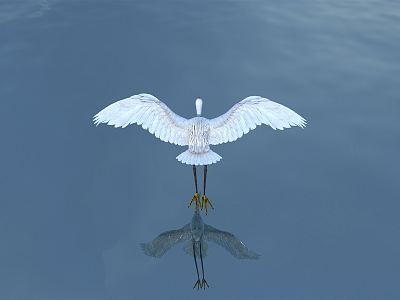 Modern Egret model