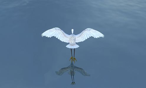 Modern Egret 3d model