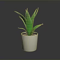 Green Aloe Vera Plant in White Ceramic Pot for Indoor Home Decoration