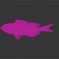 Vibrant Pink Fish with Yellow Stripes and Colorful Fins Displaying Reflection on Gray Background