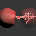 Detailed Human Lungs 3D Model Displaying Bronchial Tree And Respiratory System Structure 3d model