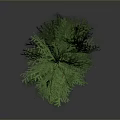 Green Bushy Tree With Dense Leaves For Garden Landscape Decoration