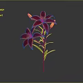 Red Lily With Two Blooming Flowers Two Buds Green Stem And Leaves On Gray Background