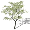 Tree 3d model