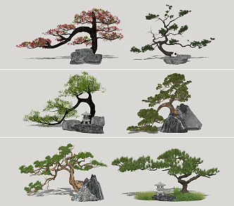 Zen Pine Chinese Pine 3d model