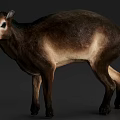 Realistic 3D Model of Brown Furred Quadruped Wild Animal With Muscular Body And Short Tail