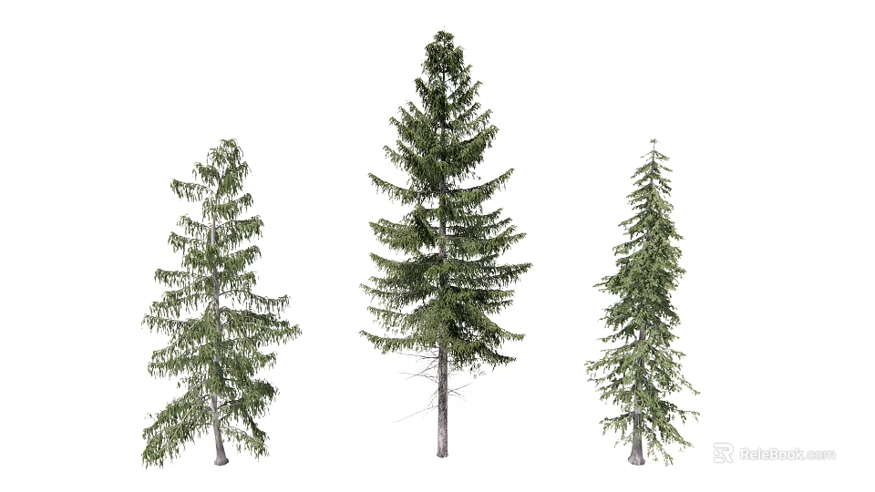 Three Diverse Evergreen Trees With Varied Heights And Distinct Foliage Shapes 3d model 