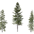 Modern pine combination 3d model