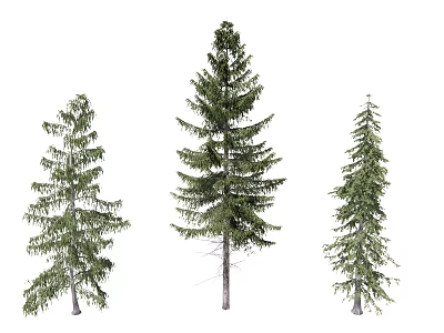 Three Diverse Evergreen Trees With Varied Heights And Distinct Foliage Shapes 3d model