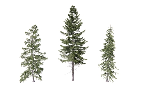 Modern pine combination 3d model