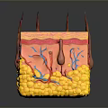 Detailed 3D Skin Structure Model Showing Layers Blood Vessels And Hair Follicles