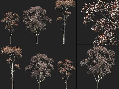 Diverse Arbor Tree Shapes Featuring Varied Branch Growth And Foliage Types 3d model