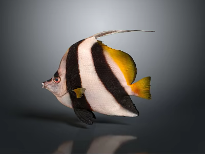 Black and White Striped Fish with Yellow Tail and Long Dorsal Fin 3d model